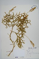 藏品(石松)的圖片