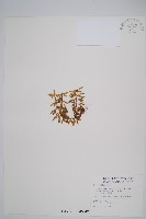 藏品(長柄千層塔)的圖片