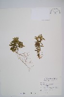 藏品(長柄千層塔)的圖片