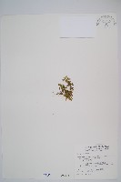 藏品(長柄千層塔)的圖片