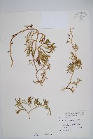 藏品(玉山石松)的圖片