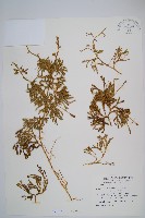 藏品(玉山石松)的圖片