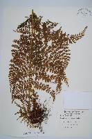 藏品(稀子蕨)的圖片