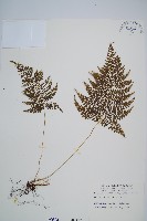 藏品(稀子蕨)的圖片