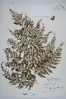 藏品(稀子蕨)的圖片