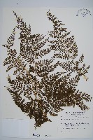 藏品(稀子蕨)的圖片