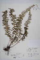 藏品(岩穴蕨)的圖片