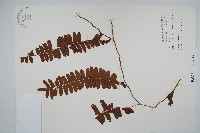 藏品(藤蕨)的圖片