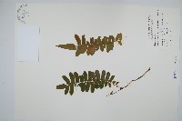 藏品(藤蕨)的圖片