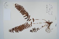 藏品(腎蕨)的圖片