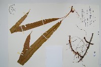 藏品(蓧蕨)的圖片