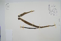 藏品(帶狀瓶爾小草)的圖片