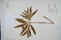 藏品(錫蘭七指蕨)的圖片