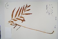 藏品(粗齒革葉紫萁)的圖片