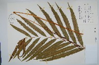 藏品(粗齒革葉紫萁)的圖片