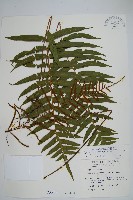 藏品(瘤足蕨)的圖片