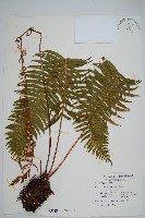 藏品(倒葉瘤足蕨)的圖片