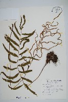 藏品(華中瘤足蕨)的圖片