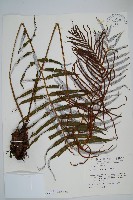 藏品(台灣瘤足蕨)的圖片