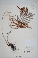 藏品(台灣瘤足蕨)的圖片