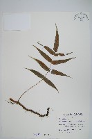 藏品(肢節蕨)的圖片