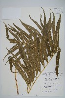 藏品(大線蕨)的圖片