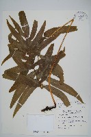 藏品(大線蕨)的圖片