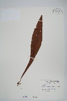 藏品(斷線蕨)的圖片