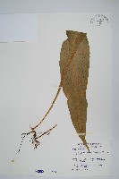 藏品(斷線蕨)的圖片