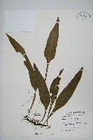 藏品(萊氏線蕨)的圖片