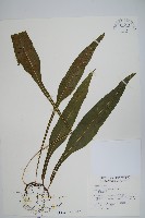 藏品(萊氏線蕨)的圖片