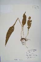 藏品(萊氏線蕨)的圖片