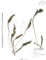 藏品(萊氏線蕨)的圖片