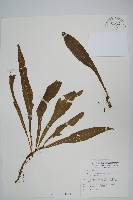 藏品(萊氏線蕨)的圖片