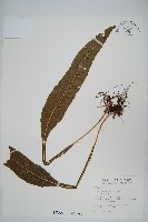 藏品(萊氏線蕨)的圖片