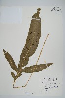 藏品(新店線蕨)的圖片