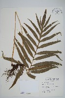 藏品(大線蕨)的圖片