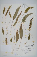 藏品(三葉茀蕨)的圖片