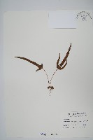 藏品(三葉茀蕨)的圖片