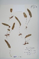 藏品(三葉茀蕨)的圖片