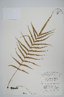 藏品(箭葉水龍骨、擬水龍骨)的圖片