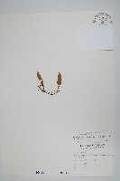 藏品(骨牌蕨)的圖片