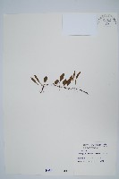 藏品(抱樹蕨、伏石蕨)的圖片