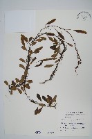 藏品(抱樹蕨、伏石蕨)的圖片