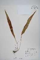 藏品(鱗瓦葦、長柄瓦葦)的圖片