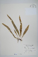 藏品(玉山瓦葦)的圖片