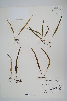 藏品(擬芨瓦葦)的圖片