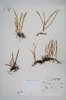 藏品(瓦葦)的圖片