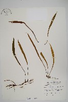 藏品(長柄劍蕨)的圖片