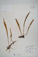 藏品(柳葉劍蕨)的圖片